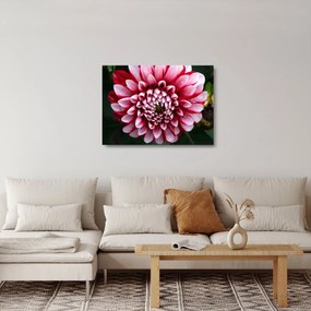 Tablou pe sticlă cu dalie roz (70x50 cm)