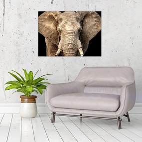 Tablou pe sticlă - Elefant african (70x50 cm)