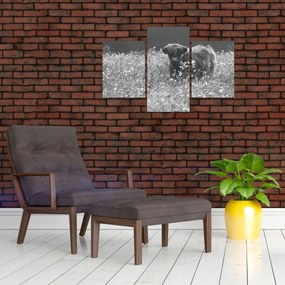 Tablou - Vacă scoțiană 5,alb-negru (90x60 cm)