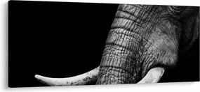 Tablou - Colți de elefant (120x50 cm)