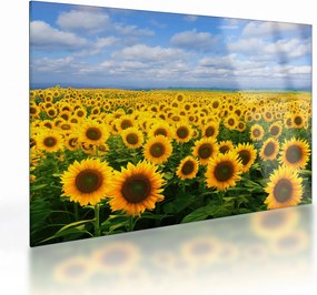 Tablou pe sticlă cu lan de floarea soarelui (70x50 cm)