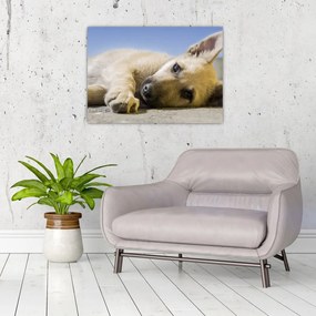 Tablou pe sticlă cu cățeluș dormind (70x50 cm)