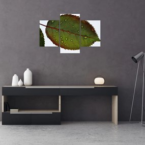 Tablou - Frunze de trandafir (90x60 cm)