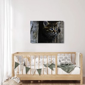 Tablou cu pisicuța (90x60 cm)
