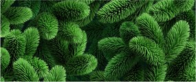 Tablou - Ramuri de conifere (120x50 cm)