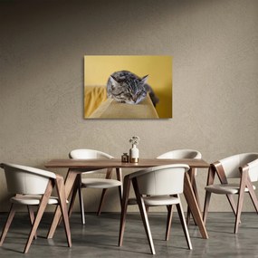 Tablou pe sticlă cu pisica pe fotoliu (70x50 cm)