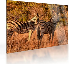 Tablou pe sticlă cu zebre (70x50 cm)