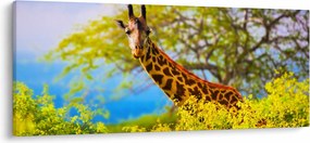 Tablou - Girafa în Africa (120x50 cm)