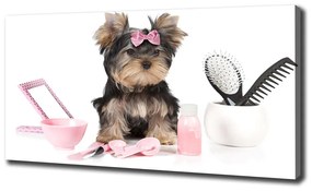Tablouri tipărite pe pânză Cosmetice yorkshire