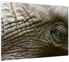Tablou pe sticlă - Prim-planul ochiului de elefant vechi (70x50 cm)