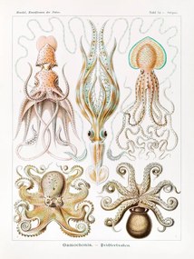 Reproducere Gamochonia–Trichterkraken (Octopus / Academia) - Ernst Haeckel, (30 x 40 cm)