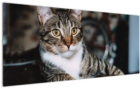 Tablou cu pisica (120x50 cm)