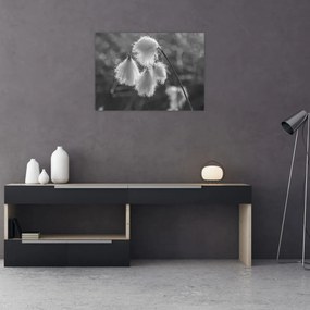 Tablou - Iarba de bumbac (70x50 cm)