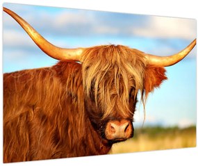 Tablou - Vacă scoțiană (90x60 cm)