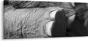 Tablou - Picior de elefant (120x50 cm)