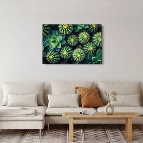 Tablou - Cactuși (90x60 cm)