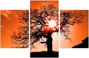 Tablou - Fag la apus de soare (90x60 cm)