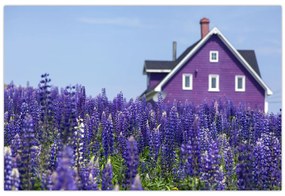Tablou cu câmp de lavanda (90x60 cm)