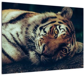 Tablou - Tigrul Siberian (70x50 cm), în 40 de alte dimensiuni noi