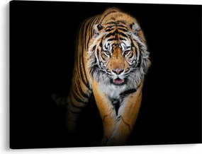 Tablou - Tiger (70x50 cm)