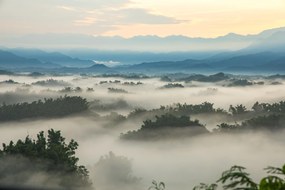 Fototapete, Natura in ceata Art.01503