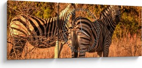 Tablou cu zebre (cu ceas) (90x30 cm)