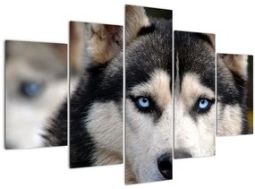 Tablou cu câinele husky (150x105 cm)