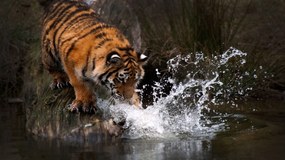 Tablou canvas tigru colorat - 100x60cm