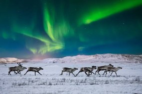 Fotografie Wild reindeer on the tundra on, Anton Petrus, (40 x 26.7 cm)