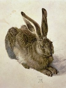 Reproducere Hare (1502), Albrecht Drer