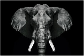 Tablou - Elefant pe fundal negru (90x60 cm)