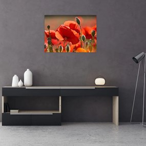 Tablou cu flori de maci (70x50 cm), în 40 de alte dimensiuni noi