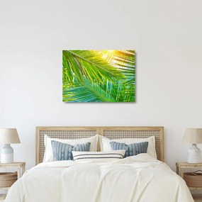 Tablou pe sticlă - Frunze de palmier (70x50 cm)