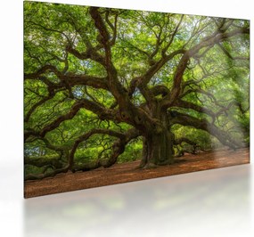 Tablou pe sticlă - Copac verde (70x50 cm)