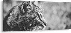 Tablou - Pisica (120x50 cm)