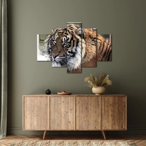 Tablou cu tigrul (150x105 cm)