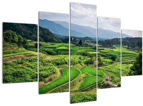 Tablou cu câmp de orez (150x105 cm)