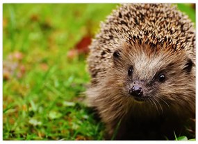 Tablou cu arici (70x50 cm)