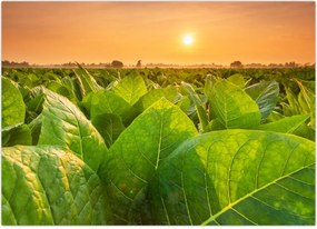 Tablou - Câmp (70x50 cm)