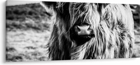 Tablou - Highland - vacă scoțiană (120x50 cm)