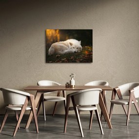 Tablou - Lupul care se odihnește (70x50 cm)