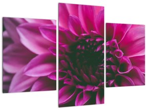 Tablou cu floarea roz (90x60 cm)