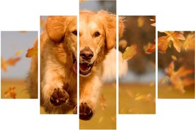 Tablou - Golden Retriever (150x105 cm)