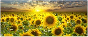 Tablou - Floarea-soarelui la apus de soare (120x50 cm)