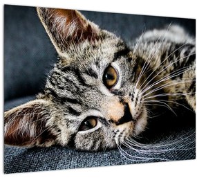 Tablou pe sticlă - Pisoi (70x50 cm)