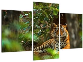 Tablou - Tigru odihnindu -se (90x60 cm)