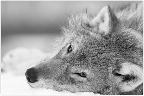 Tablou - Lup,alb-negru (90x60 cm)