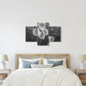 Tablou - Iarba de bumbac (90x60 cm)