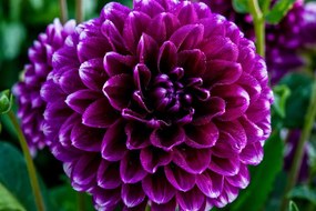 Fototapet autoadeziv floare violetă frumoasă