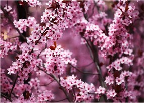 Tablou pe sticlă - Sakura roz (70x50 cm)